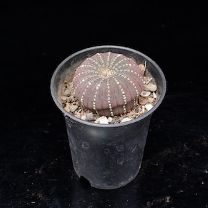 Puede incluir: Un cactus pequeño y redondo de tonos morados con costillas verticales y espinas claras, plantado en una maceta de plástico negro con tierra y pequeñas piedras. El cactus tiene una forma aplanada y se encuentra centrado en el recipiente.