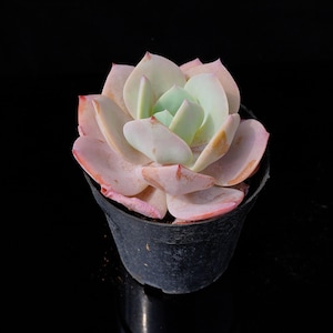 Echeveria Hakuhou | Live Potted Collection - For Indoor & Outdoor Decor