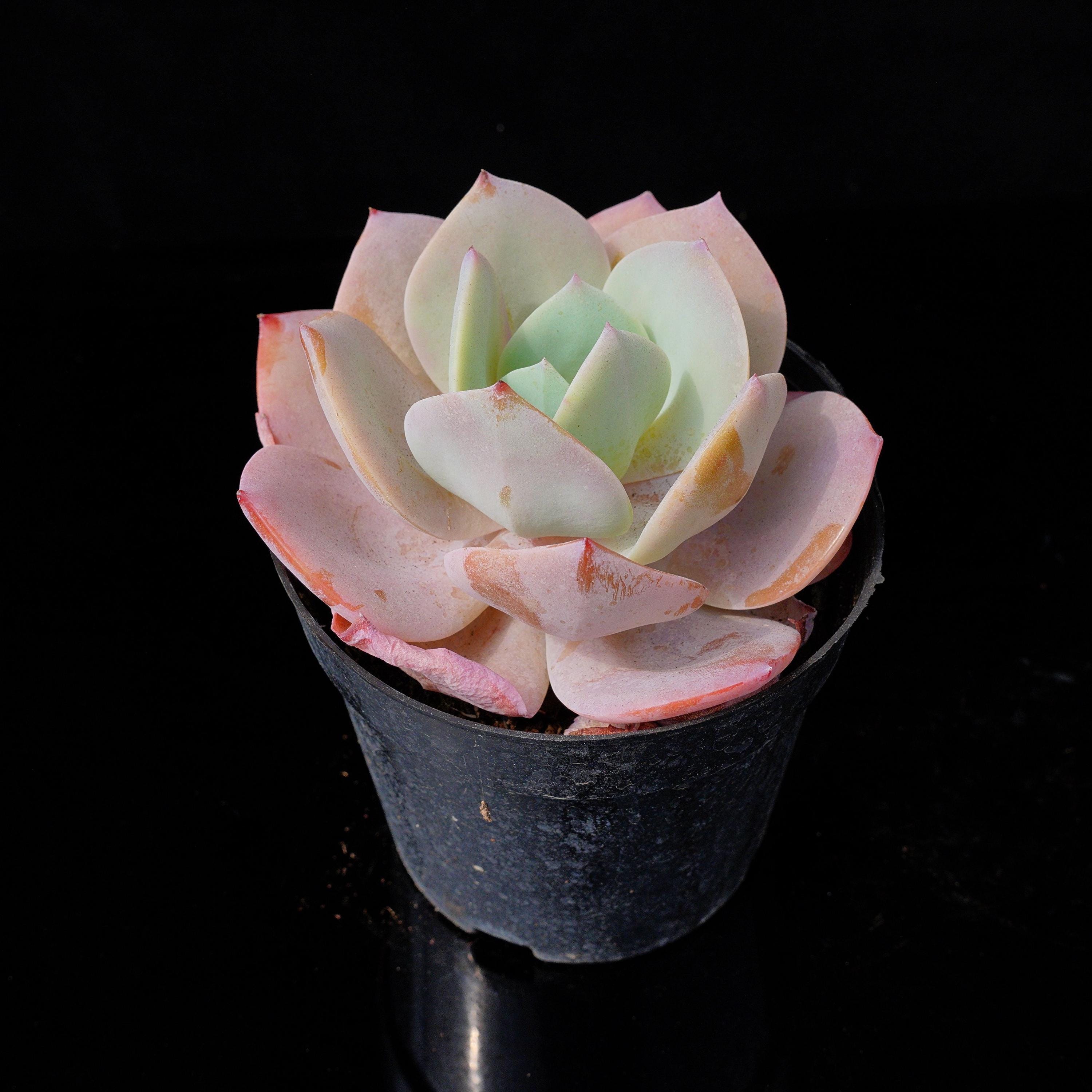 Echeveria hakuhou - Etsy 日本