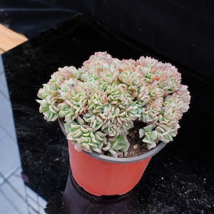 Echeveria Reinwardtii Crested | Live Potted Collection - For Indoor & Outdoor Decor