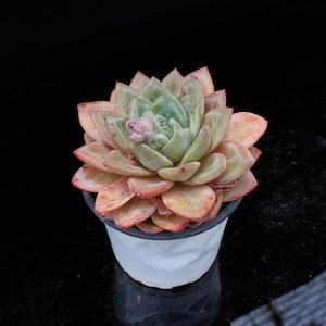 Echeveria German Champagne | Live Potted Collection - For Indoor & Outdoor Decor