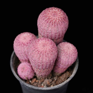 Pode incluir: Um grupo de cinco cactos cilíndricos de um tom rosa vibrante, com uma rede densa de espinhos finos e brancos semelhantes a pelos que cobrem a sua superfície. Os cactos estão plantados num vaso cinzento escuro com terra escura e texturada.