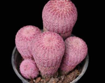 マルチヘッド・ルビーサボテン｜鉢植えコレクション - 屋内・屋外装飾用、根巻きなし植物