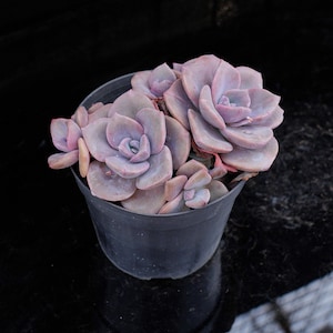 Op de afbeelding: Een vetplant in een pot met lichtpaarse, rozetvormige bladeren. De plant staat in een donkergrijze plastic pot. De bladeren hebben een stoffig uiterlijk, tegen een donkere achtergrond.