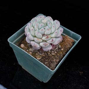 Echeveria Viyant | Live Potted Collection - For Indoor & Outdoor Decor