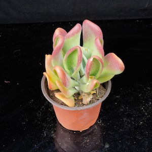 May include: A succulent plant in a small, brown plastic pot. The plant has thick, fleshy leaves with green centers and edges that transition to pink and red. The pot sits on a black surface.