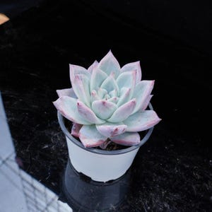 Echeveria Colorata | Live Potted Collection - For Indoor & Outdoor Decor