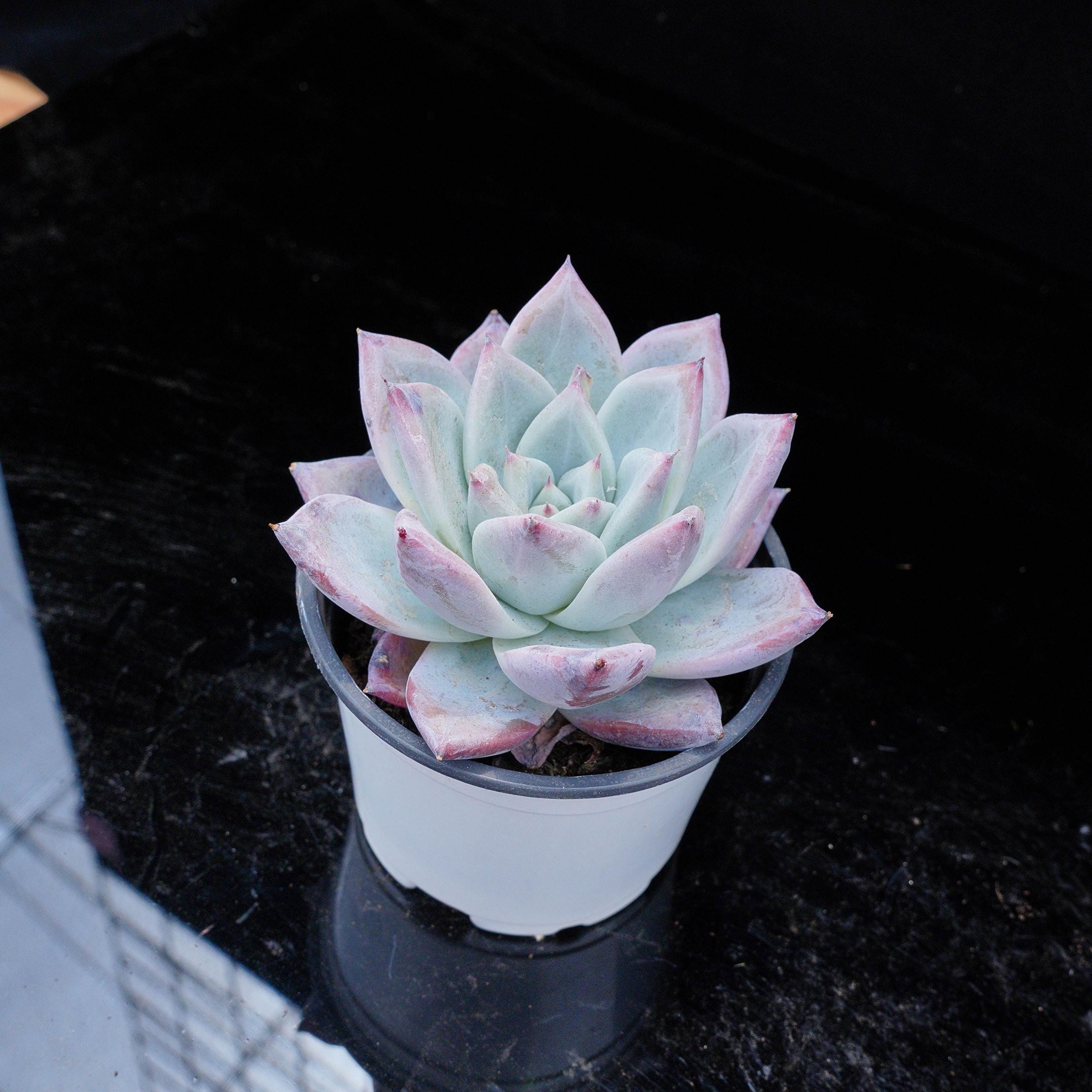 Echeveria Colorata Banditii Roja コロラータ ロハ 実生 メキシコ産