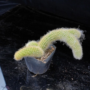 Fox Tail Cactus - Etsy
