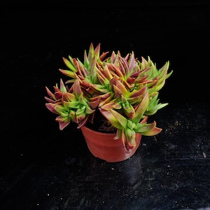 以下が含まれることがあります： 緑と赤の葉を持つ小さな鉢植えの多肉植物。植物はテラコッタ色の鉢に入っています。背景は黒です。