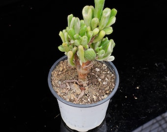 Crassula Obliqua Gollum Variegated | Live Potted Collection - For Indoor & Outdoor Decor