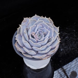 Echeveria lilacina | Live Potted Collection - For Indoor & Outdoor Decor