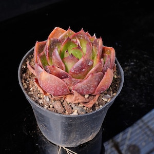 Echeveria Red Light | Live Potted Collection - For Indoor & Outdoor Decor