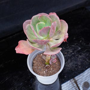 Echeveria Tang Dynasty Rose | Live Potted Collection - For Indoor & Outdoor Decor