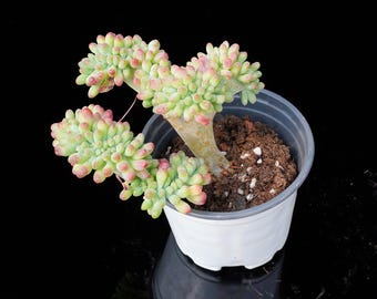Op de afbeelding: Een vetplant in een witte plastic pot. De plant heeft lichtgroene, vingervormige bladeren met roze uiteinden. De pot bevat aarde en staat tegen een zwarte achtergrond. De unieke vorm en kleur van de plant maken het een opvallend decoratief item.