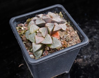 Haworthia magnifica Aries splendens | Live Potted Collection - For Indoor & Outdoor Decor