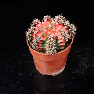 Puede incluir: Un cactus Gymnocalycium de colores vibrantes con segmentos jaspeados en rojo, rosa y verde, que presenta espinas afiladas a lo largo de su superficie estriada. La planta está en una maceta de plástico redonda de color terracota sobre un fondo negro.