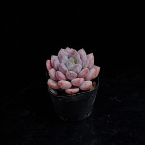 Puede incluir: Una planta suculenta con hojas carnosas, teñidas de rosa, dispuestas en forma de roseta. La planta está en una maceta negra pequeña, sobre un fondo negro. Las hojas pasan de un centro verde pálido a un rosa suave en los bordes.