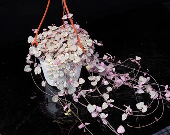 セロペギア・ウッディー 斑入り | 鉢植えコレクション - 室内・屋外装飾用