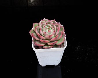 Colección Echeveria Starbucks Variegated / Live Potted - Para decoración de interiores y exteriores, plantas nuevas