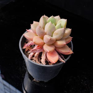 Echeveria Ivory | Live Potted Collection - For Indoor & Outdoor Decor