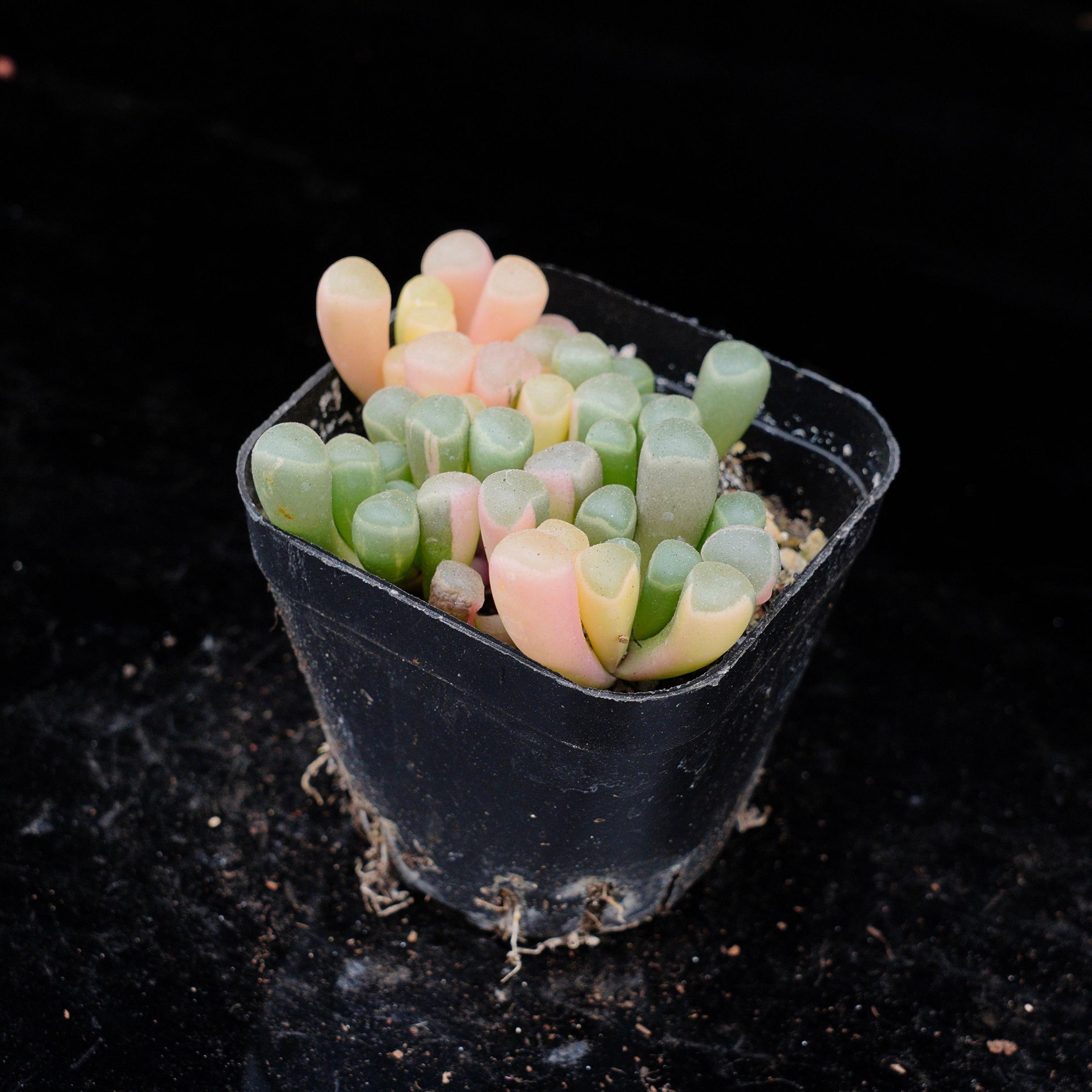 Aloe variegata - Etsy 日本