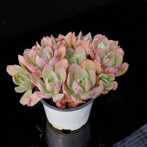 Echeveria White Rose | Live Potted Collection - For Indoor & Outdoor Decor