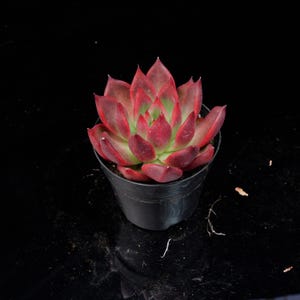 May include: A potted succulent plant with red-edged leaves and a green centre. The plant is in a small black pot, set against a dark background. The leaves are arranged in a rosette pattern, offering a striking contrast.