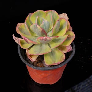 Echeveria Sunset Peony Variegated | Live Potted Collection - For Indoor & Outdoor Decor