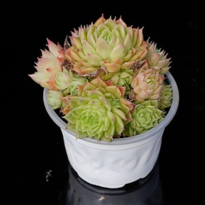 Echeveria Malgan | Coleção de Vasos Vivos - Para Decoração de Interiores e Exteriores
