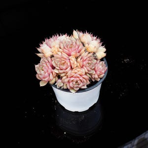 Pode incluir: Uma planta suculenta em vaso com folhas rosa pálido e creme. A planta está em um vaso de plástico branco, sobre um fundo preto. A suculenta tem formato de roseta, com múltiplas camadas de folhas.
