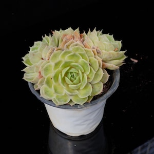Echeveria Onslow | Live Potted Collection - For Indoor & Outdoor Decor