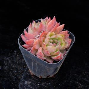 Echeveria Flower Song | Live Potted Collection - For Indoor & Outdoor Decor