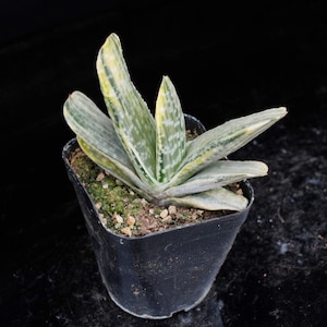 Gasteria Gracilis | Live Potted Collection - For Indoor & Outdoor Decor