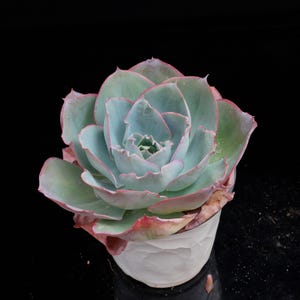 May include: A close-up of a succulent plant with pale blue-green leaves edged in pink and red. The plant is in a white, textured pot against a black background. The succulent has a rosette shape.