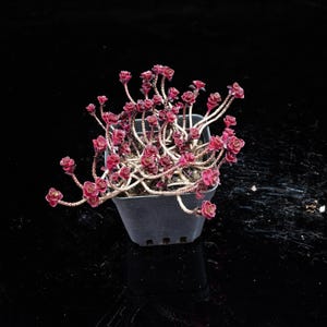以下が含まれることがあります： 深い赤色のバラのような花と明るい色の茎を持つ鉢植えの多肉植物。植物は正方形の黒いプラスチックの鉢に入っています。背景は反射する黒い表面です。