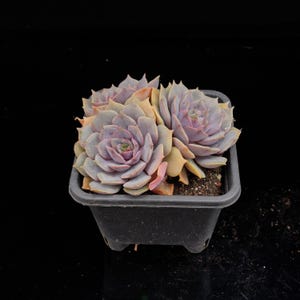 May include: A potted succulent plant with multiple rosettes. The leaves are a mix of lavender, green, and peach, arranged in a spiral pattern. The plant is in a square, black plastic pot, set against a black background.