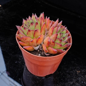 Echeveria agavoides Lipstick | Live Potted Collection - For Indoor & Outdoor Decor