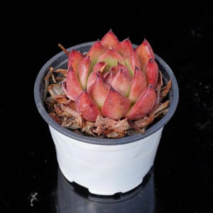 Echeveria Frank | Live Potted Collection - For Indoor & Outdoor Decor