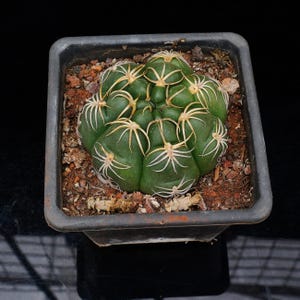 May include: A dark green, globular cactus with distinct ribs and clusters of light-colored, curved spines. The plant is potted in a square, dark gray plastic container filled with brown, textured soil and small organic debris.