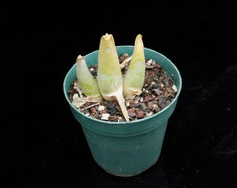 Large Mitrophyllum Succulent | Live Potted Collection - For Indoor & Outdoor Decor, Bare Root Plant