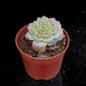 Echeveria Pink Diamond | Live Potted Collection - For Indoor & Outdoor Decor