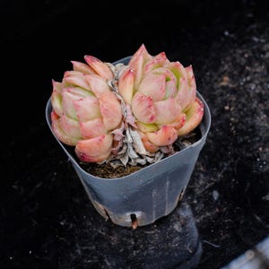 Echeveria Jiliyan | Live Potted Collection - For Indoor & Outdoor Decor