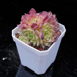 Echeveria Red Velvet | Live Potted Collection - For Indoor & Outdoor Decor