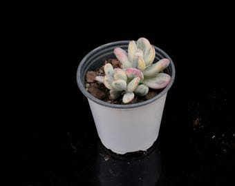 Cotyledon Orbiculata Variegated | Live Potted Collection - For Indoor & Outdoor Decor