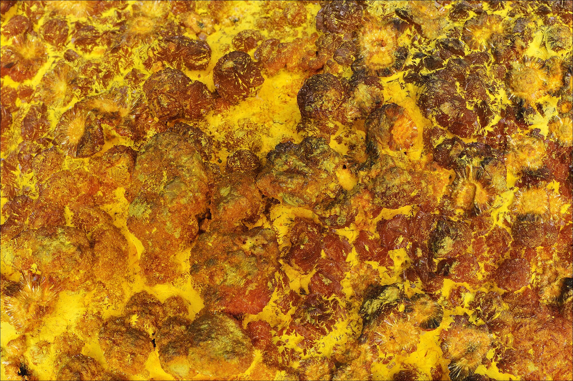 Curianite - Gabon Macrophotographie