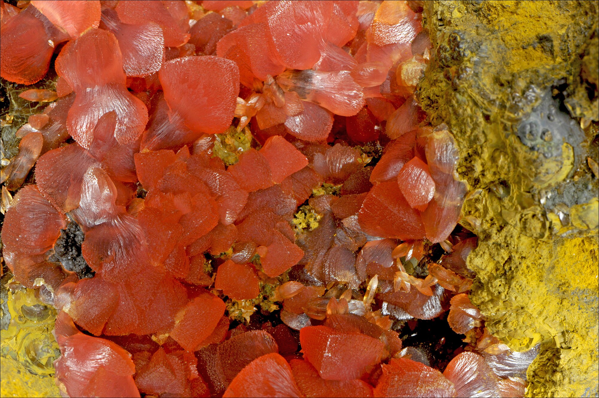 Rhodochrosite - Allemagne Macrophotographie
