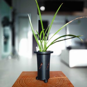 Puede incluir: Una maceta de orquídeas de plástico negro con forma cilíndrica y tres pequeños pies. La maceta tiene cortes decorativos y está sobre una superficie de madera. Se ven hojas verdes de orquídeas, con el texto "* Orchid Plant not included." en la parte inferior.