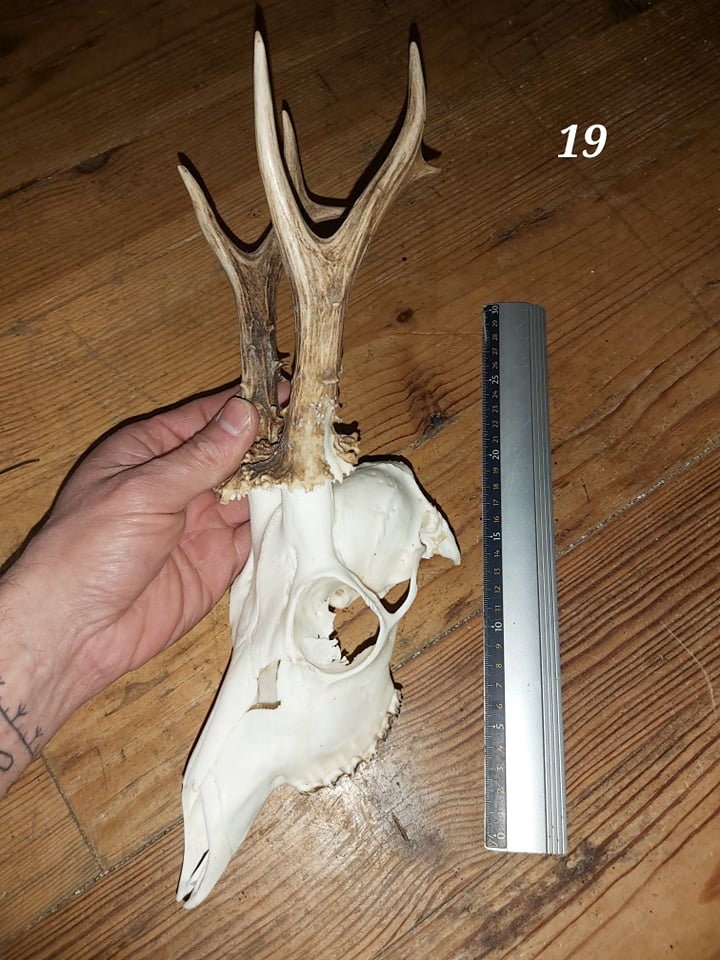 Trophée Chevreuil - Crâne Entier 19