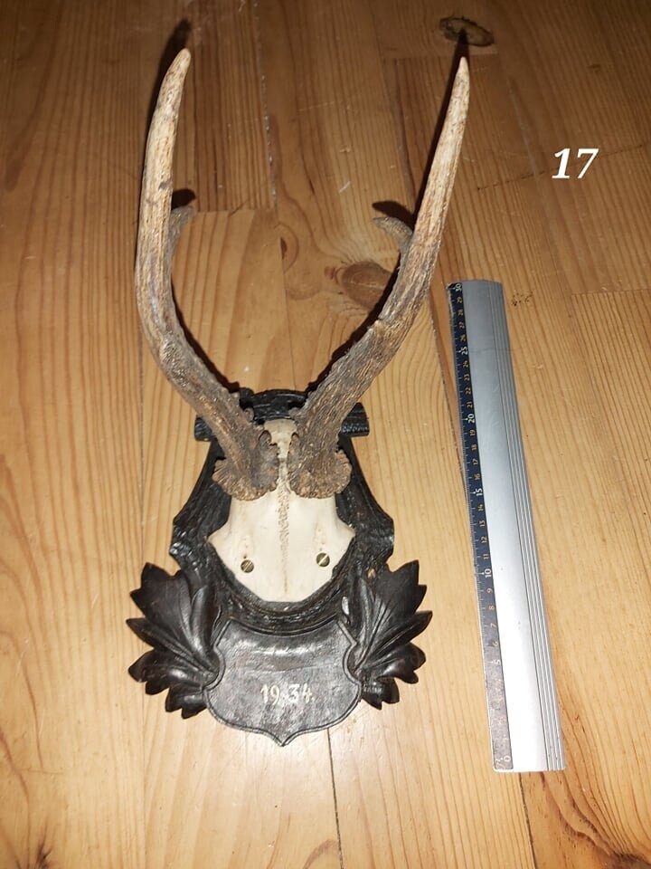 Scalp de Chevreuil - Antique 17